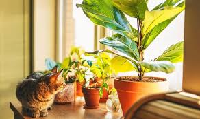 Top Five Most Dangerous Plants You