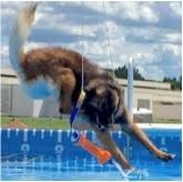dog dock diving conditioning