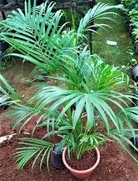 Green Areca Palm Plant