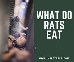 What Do Rats Eat Earth S Best