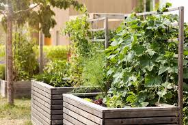 Raised Beds For Growing Bio Vegetables