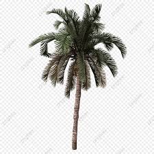 Date Palm Tree Png Image Date Palm