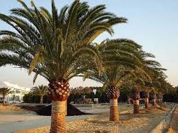 Natural Phoenix Palm Tree For