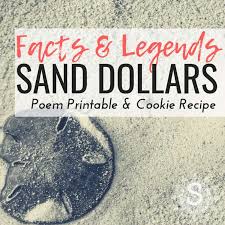 Sand Dollar Facts And Legends Mermaid