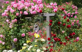 Rose Garden Descanso Gardens