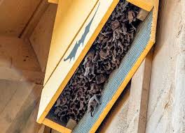 Selecting A Quality Bat House Merlin