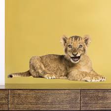Sticker Lion Cub Roaring Muraldecal Com