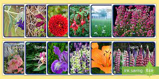 Common Garden Plants In The Uk Ks1