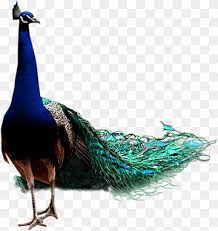 Of Peacock Ilration Bird Icon