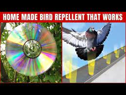 Top Bird Deters For Your Garden