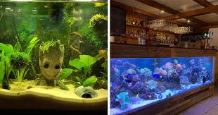 104 Stunning Aquarium Ideas As Shared