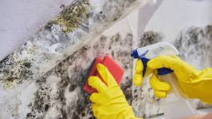 Pro Tips For Dealing With Mold On