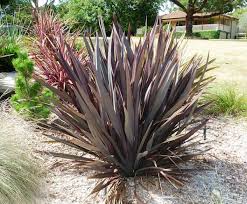 Phormium Purple Flax O O Plants