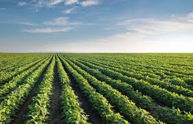sulfur s role in soybean success
