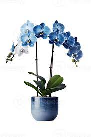Beautiful Blue Orchid Flower In Ceramic