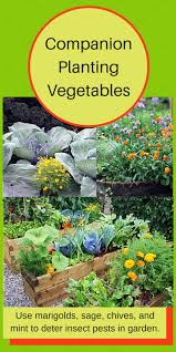 Companion Planting Of Vegetables