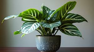 13 Best Low Light Indoor Plants