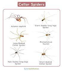 Cellar Spiders Pholcidae Facts