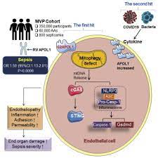 Genetic Ancestry Drive Endothelial Cell