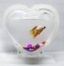 Design Aquarium Fish Bowl