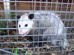 Are Opossums Dangerous The Answer May