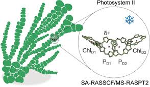 Photosystem Ii Reaction Center