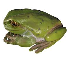 Green Tree Frog Sculptures In Australia