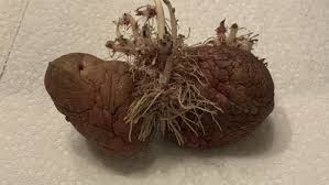 It S Ok To Plant Pantry Potatoes That