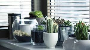 Vastu Tips For Indoor Plants Do Not
