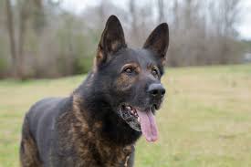 Czech German Shepherd Dog Breed Info