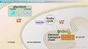 Pyruvate In Cellular Respiration