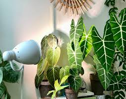 Bright Indirect Light With Grow Lights