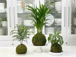 Kokedama Moss Ball Plant Table Top