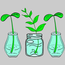 House Plants Growing In Glass Jars