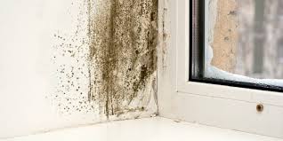 Black Mold On Windows Causes And