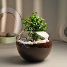 Air Purifying Indoor Plants