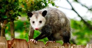 Opossum Poop Everything You Ve Ever
