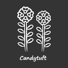 Candytuft Chalk Icon Aster Garden