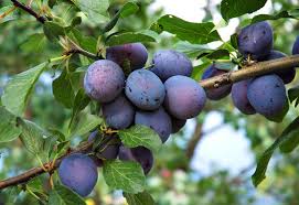 How To Grow Plums And Gages Suttons