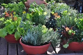 Vegetable Container Gardening For