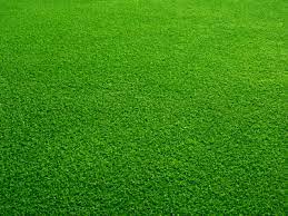 How To Keep Your Grass Green Lawn Uk