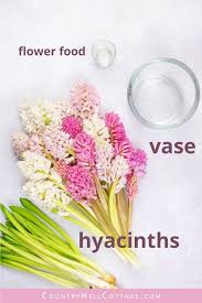 Hyacinth Arrangement Easy Diy Hyacinth