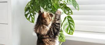 Non Toxic Plants For Cats Tobalie