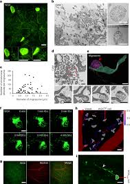 Monocytes Deposit Migrasomes To Promote