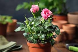 How To Plant Roses In Pots A Z Animals
