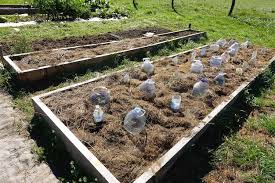 Organic Vegetable Garden Planting