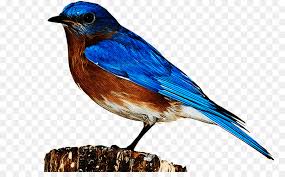 Eastern Bluebird Birds Western Bluebird