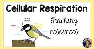Cellular Respiration Resources