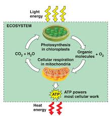 Ap Bio Chapter 9 Cellular Respiration