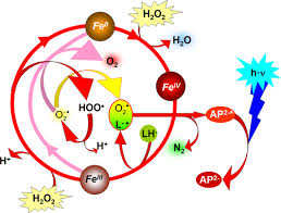 Catalysis During Luminol Reaction
